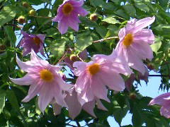 2005/11